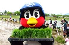 水田に植える稲を手にしている東京ヤクルトスワローズマスコットキャラクターつば九郎の写真