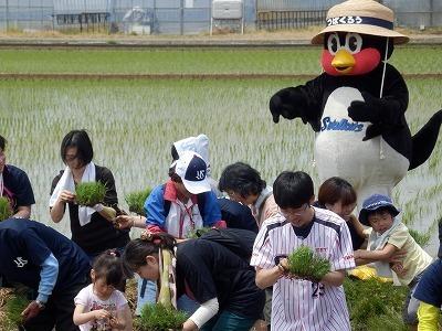 田植えをしようとしている子ども達とそれを応援している東京ヤクルトスワローズマスコットキャラクターつば九郎の写真