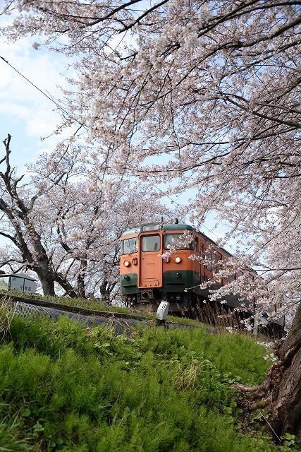 青空に向かって咲く桜の下を、緑とオレンジ色の電車が進んでいる写真