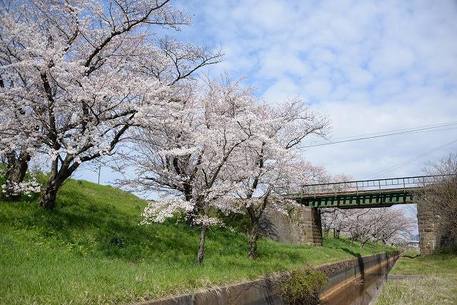水路沿いの斜面に咲き誇る桜と、水路を渡るようにかかっている鉄道橋の写真