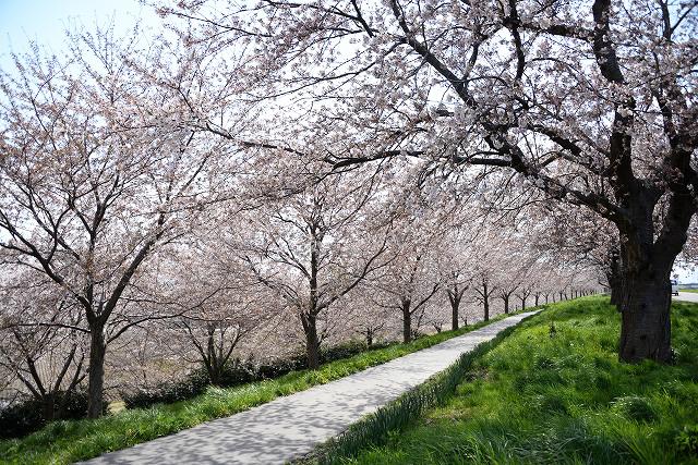 遊歩道に沿って並び、空を埋め尽くすように咲き誇っている満開の桜の写真