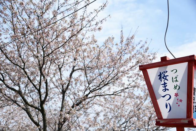 青空の下、咲き誇る桜の手前に、「つばめ桜まつり」の灯籠が立っている写真