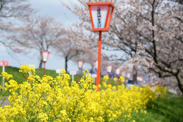 桜と灯籠を背景に、満開に咲き誇っている黄色い菜の花の写真