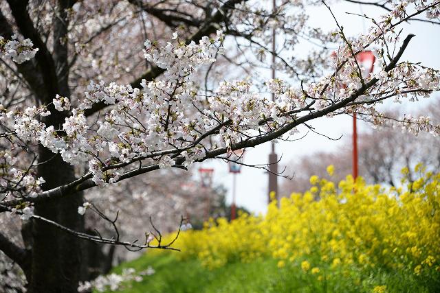 道に沿って咲き誇る菜の花を背景に、花をつけた桜が枝を伸ばしている写真