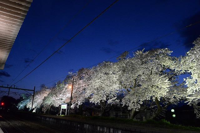 夜空の下、ホームに並んだ満開の桜が美しくライトアップされている写真