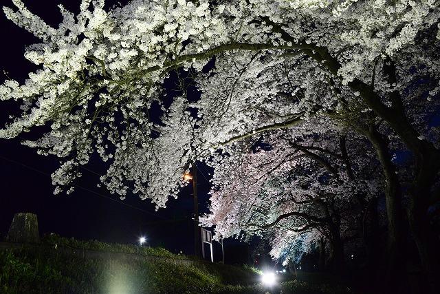 夜空に咲き誇る満開の桜を、真下から撮影した写真