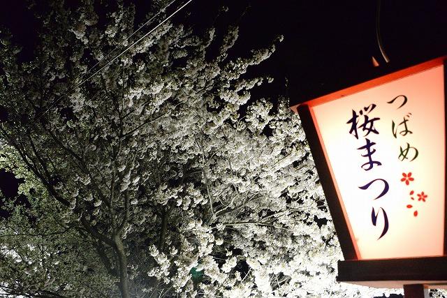 夜空に咲く満開の桜と、「つばめ桜まつり」と書かれた灯籠の写真