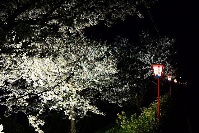 桜並木に沿うように灯籠が並んで灯っている写真