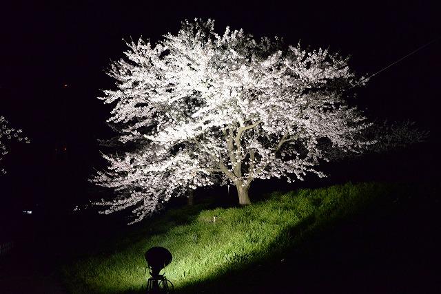 一本の満開の桜が、闇夜に白く照らしだされている写真