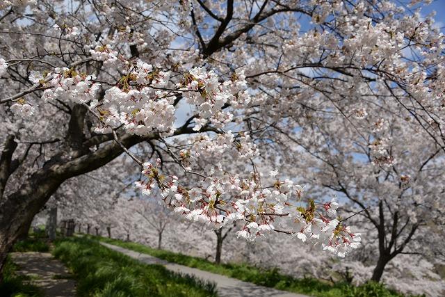 青空の下、美しく咲き誇っている桜並木の写真