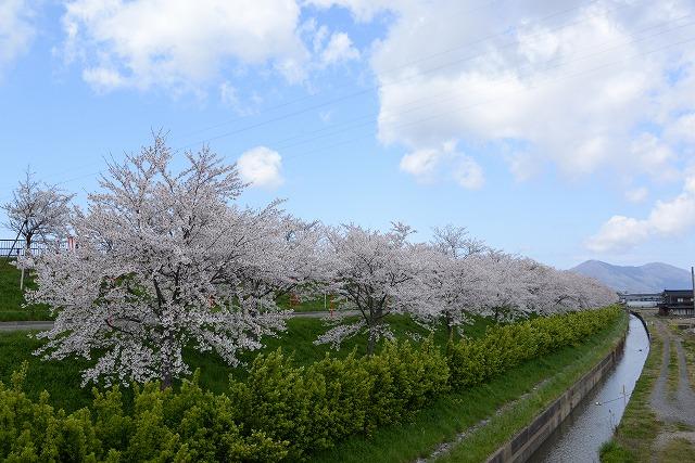 川沿いの遊歩道に沿って咲き誇っている桜並木の写真