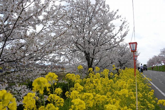 桜並木を背に、満開の菜の花が道に沿って咲き誇っている写真