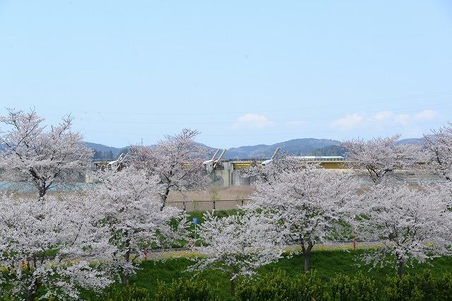 遊歩道に沿って広がる芝生の上に、満開の桜が立ち並んでいる写真