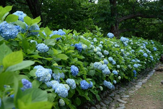 青色のアジサイが、歩道に沿って咲き誇っている写真