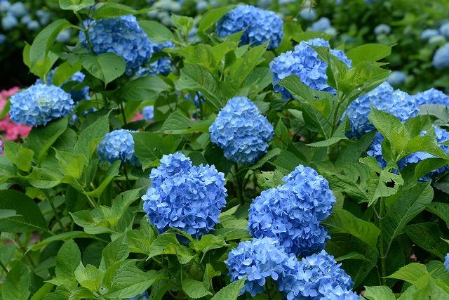 満開になっている青色のアジサイの花の写真