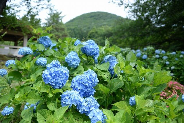 緑の山と木々を背に咲いている青いアジサイの写真