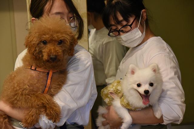 茶色い犬とと白い犬を抱きかかえる女性たちの写真