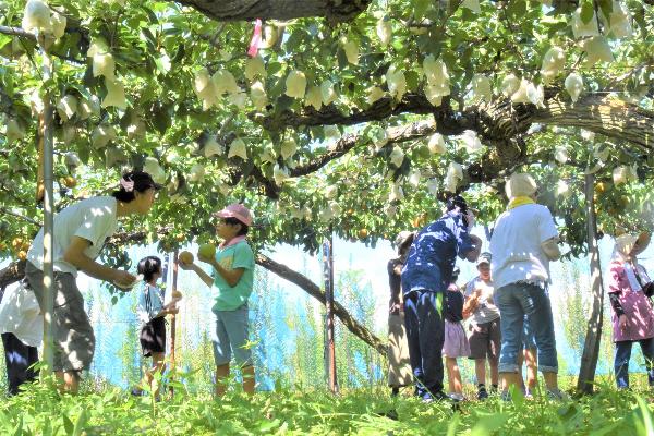 梨収穫体験を楽しむ参加者