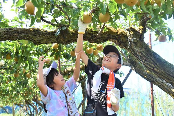 梨に手を伸ばす男の子と女の子