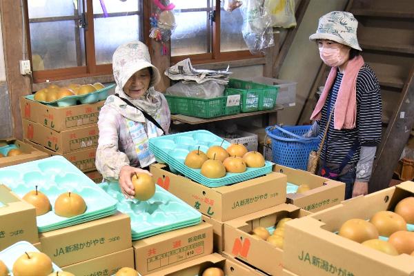 梨の重さを測って箱詰めする女性