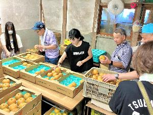 梨の重さを測り、箱につめる参加者