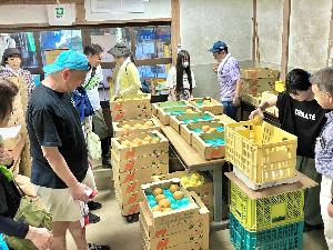 梨の重さを測り、箱につめる参加者
