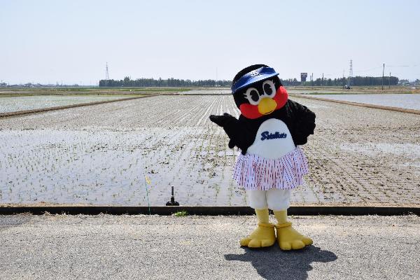 田植え後のつばみ