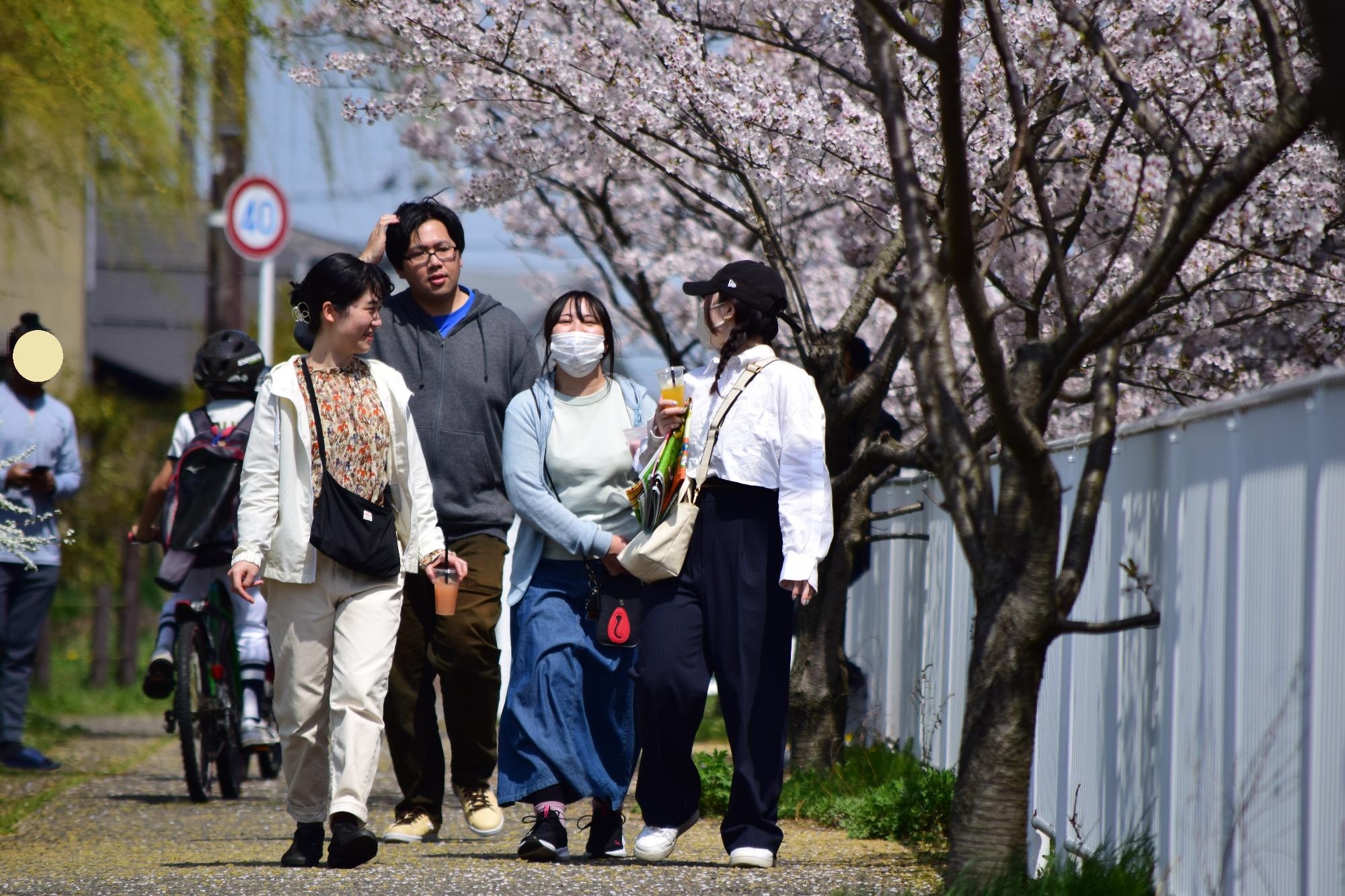 桜の下をお散歩中の交流会メンバー達