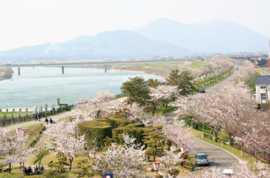 大河津分水桜並木